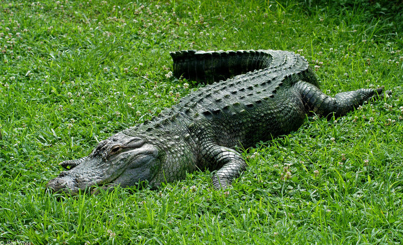 American Alligator (Alligator mississipiensis)0001.JPG