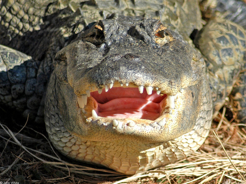 American Alligator close-up.JPG