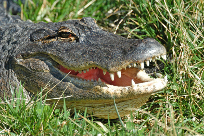 American Alligator sm.jpg