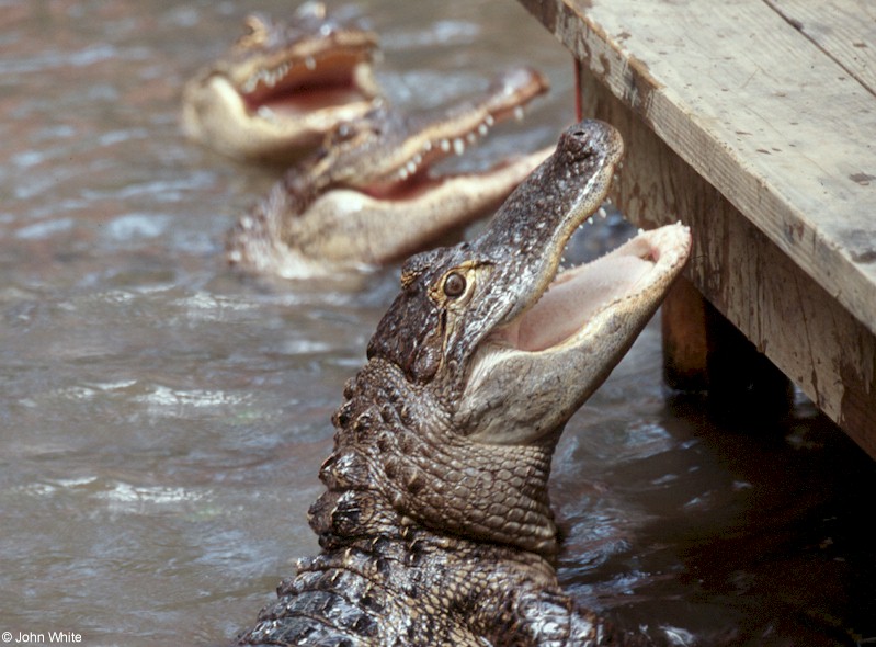 American alligator0026.jpg