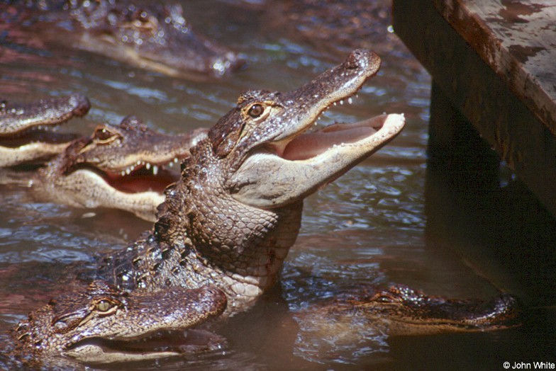 American alligator0054.jpg