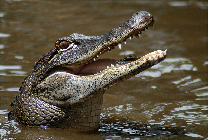 Arkansas alligators023.jpg