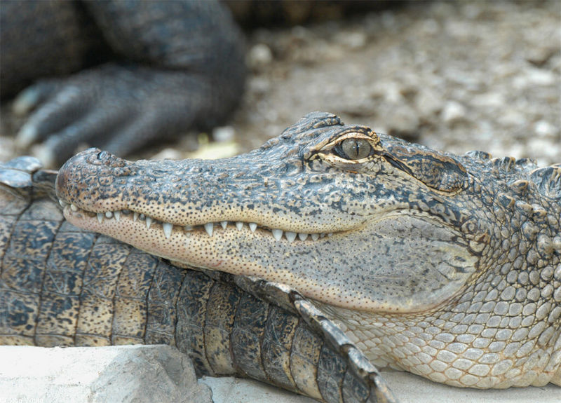 Arkansas alligators029.jpg