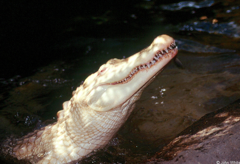 albino American alligator9891.jpg