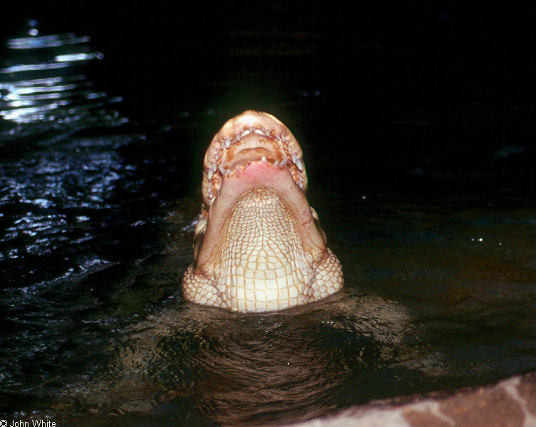 albino American alligator9897.jpg
