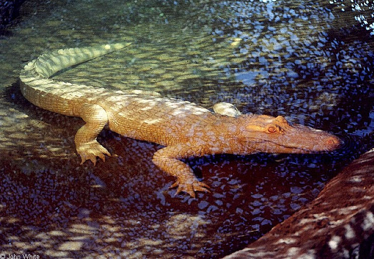 albino alligator0108.JPG