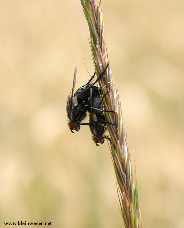 mating flies.jpg