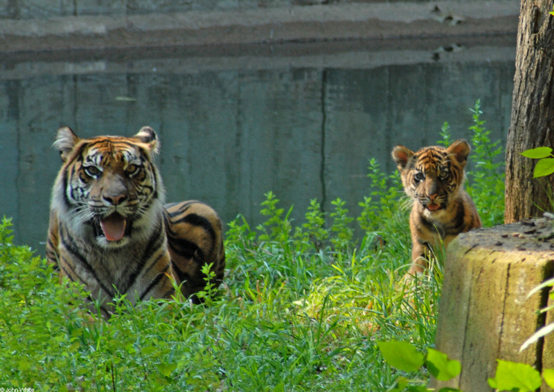 Sumatran Tiger (Panthera tigris sumatrae)001.JPG