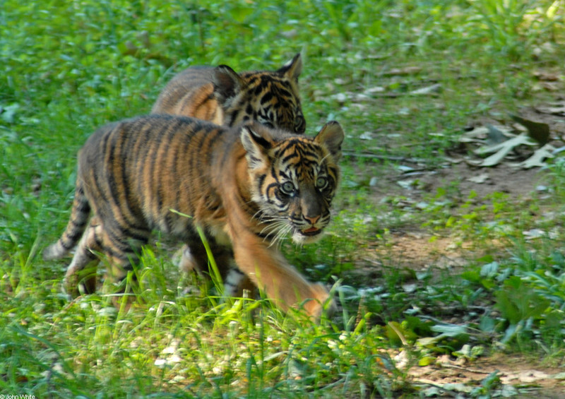 Sumatran Tiger (Panthera tigris sumatrae)004.JPG