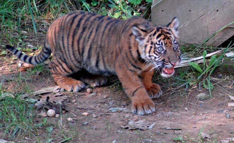 Sumatran Tiger (Panthera tigris sumatrae)006.JPG