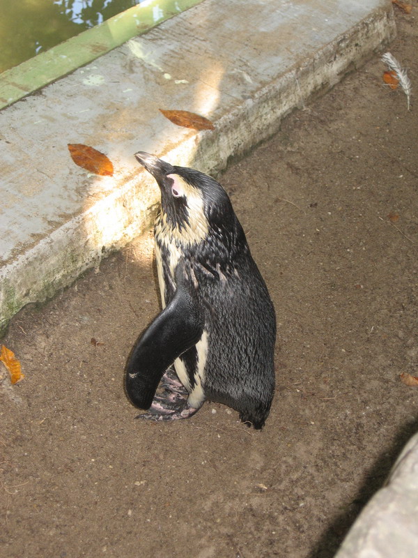 IMG 2249 resize.JPG