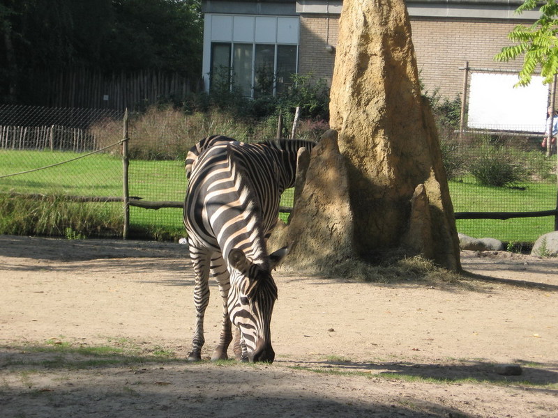 IMG 2315 resize.JPG