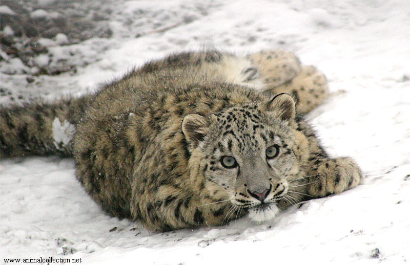 snow leopard 7105.jpg