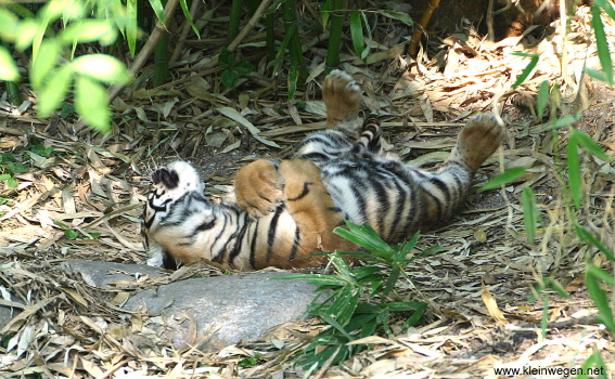 sumatran tiger.jpg
