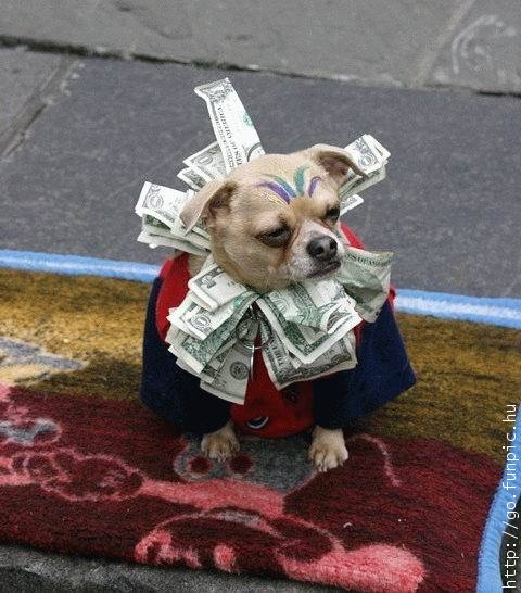 money dog.jpg