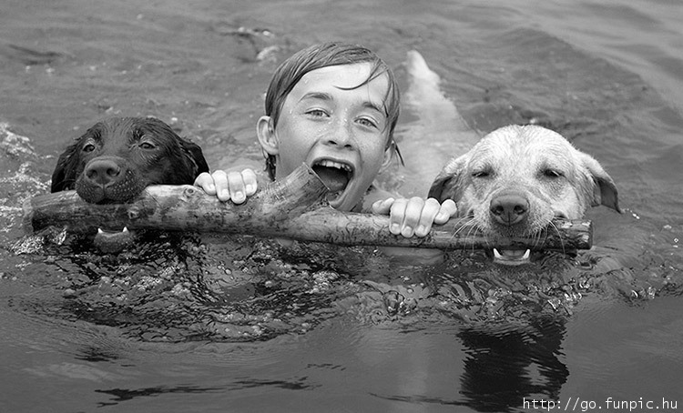 swimming with dogs.jpg