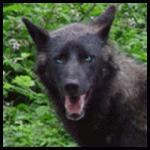 blackwolf.gif