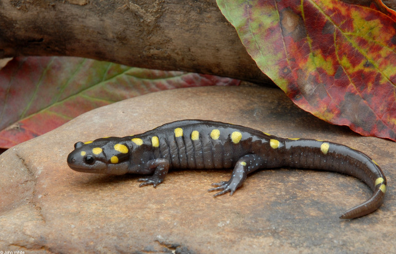 spotted salamander224.JPG