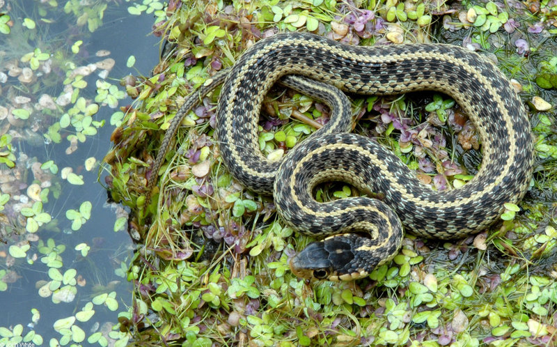 sp eastern garter snake292.JPG