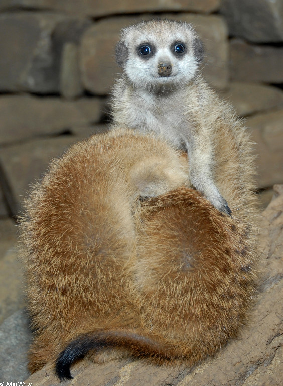 Meerkat (Suricata suricatta).JPG