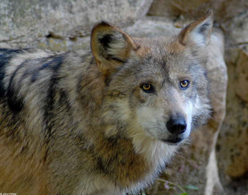 Mexican Wolf (Canis lupus baileyi)200.JPG