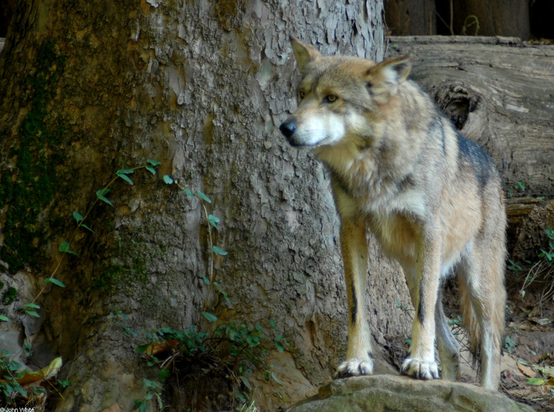 Mexican Wolf (Canis lupus baileyi)201.JPG