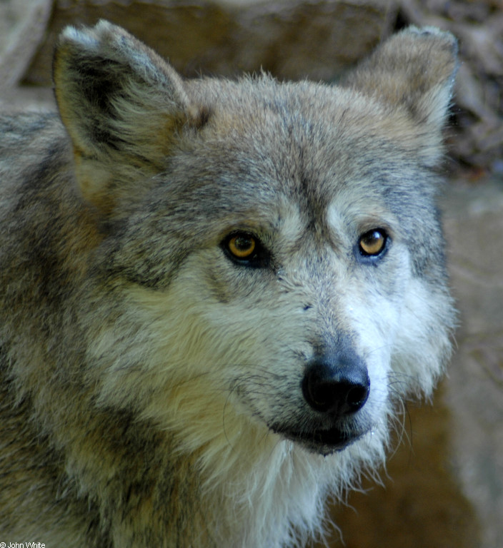Mexican Wolf (Canis lupus baileyi)202.JPG