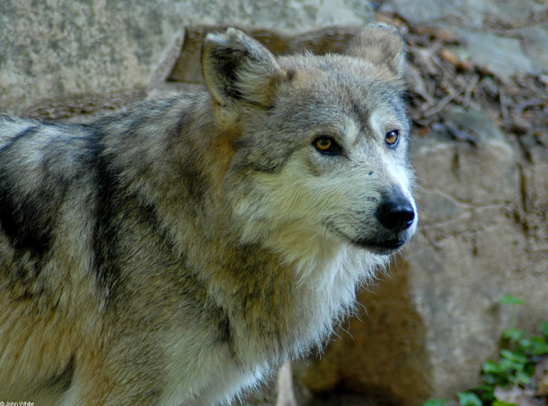 Mexican Wolf (Canis lupus baileyi)203.JPG