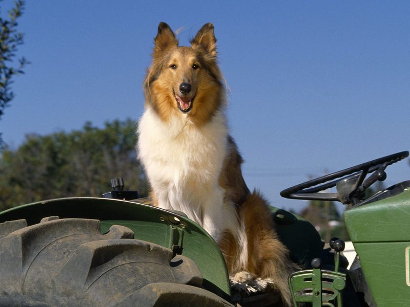 Farm-Hand Collie.jpg