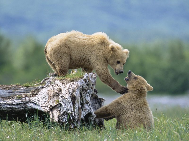 Grizzly Siblings at Play Katmai National Park and Preserve Alaska.jpg