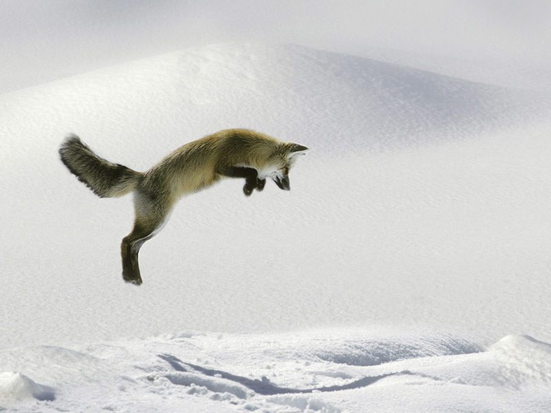 Leaping Red Fox.jpg