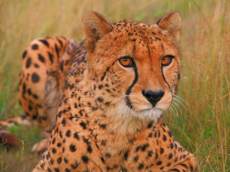 Pepo the Cheetah Wildlife Heritage Foundation Kent United Kingdom.jpg