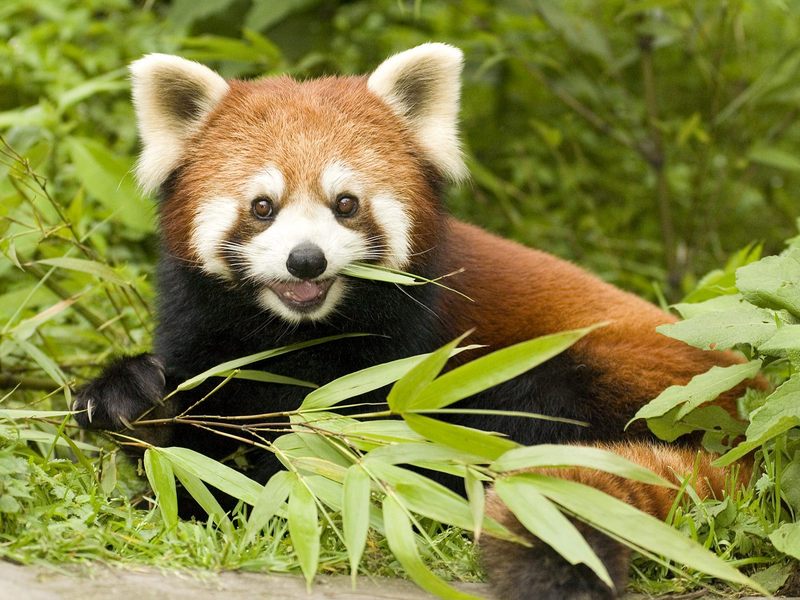 Red Panda Eating Bamboo Wolong Nature Reserve Sichuan Province China.jpg