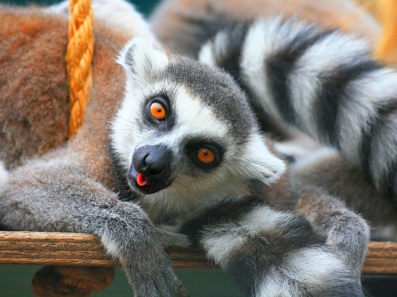 Ring-Tailed Lemurs Tropical Wings World of Wildlife South Woodham Ferrers Essex England.jpg