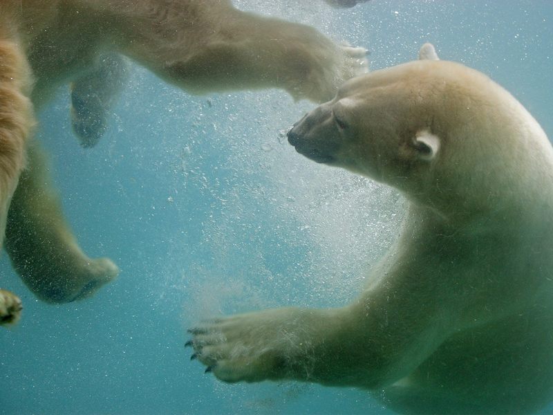 Swimming Polar Bears Point Defiance Washington.jpg