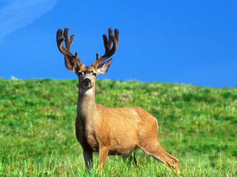 Trophy Buck Oregon.jpg