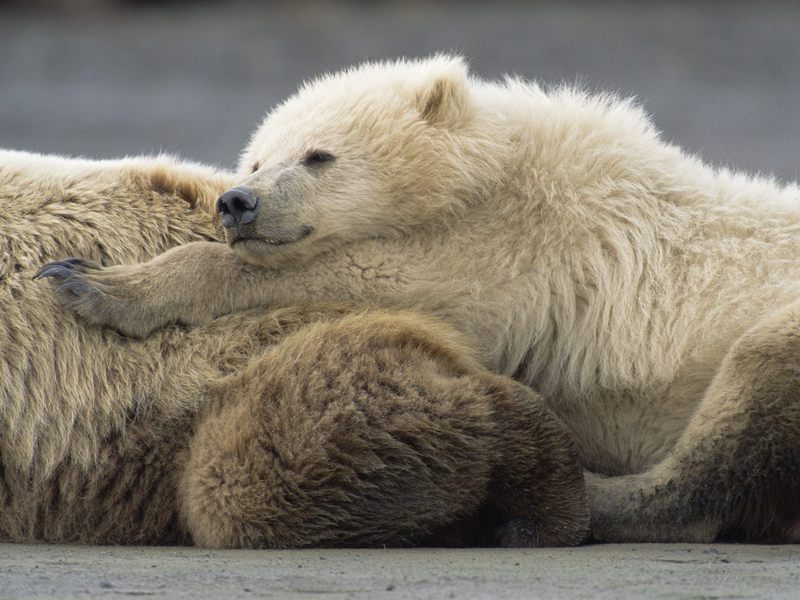 Two-Year-Old Male and Mother Grizzly Resting Katmai National Park Alaska.jpg