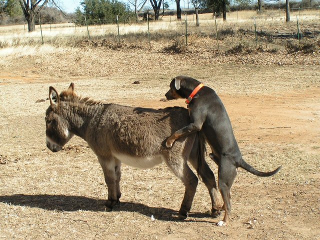 donkey and dog.jpg