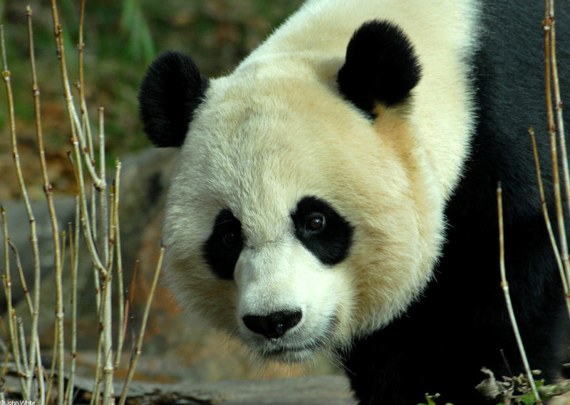 Giant Panda (Ailuropoda melanoleuca)18762.JPG