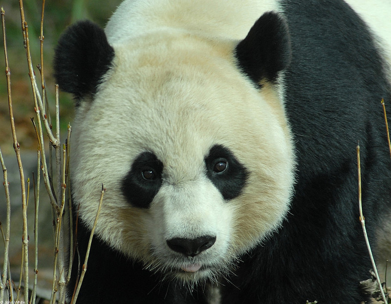 Giant Panda (Ailuropoda melanoleuca)18763.JPG