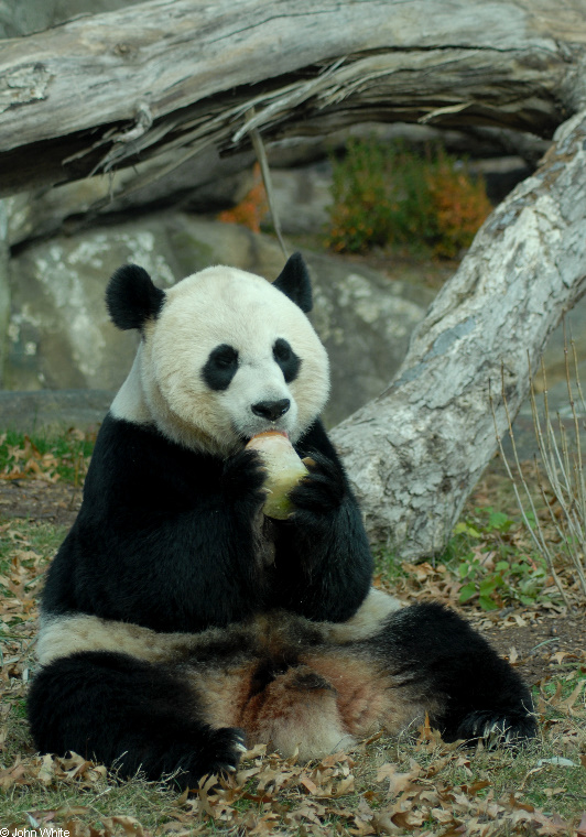 Giant Panda (Ailuropoda melanoleuca)18764.JPG
