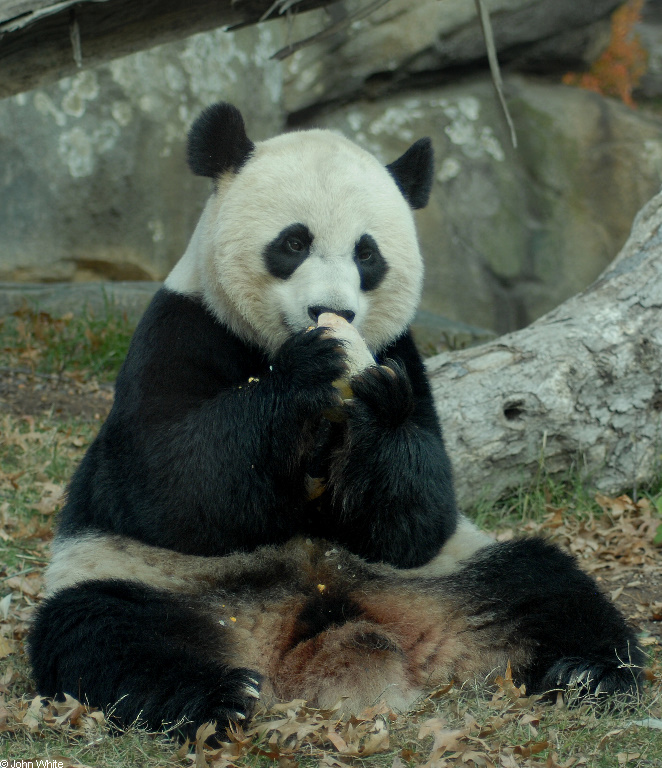 Giant Panda (Ailuropoda melanoleuca)18765.JPG