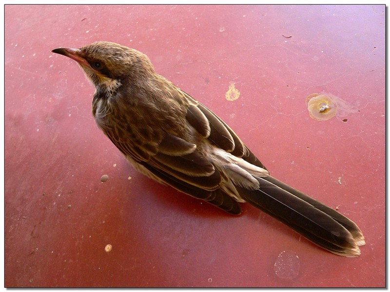 poor bird 1006d.jpg