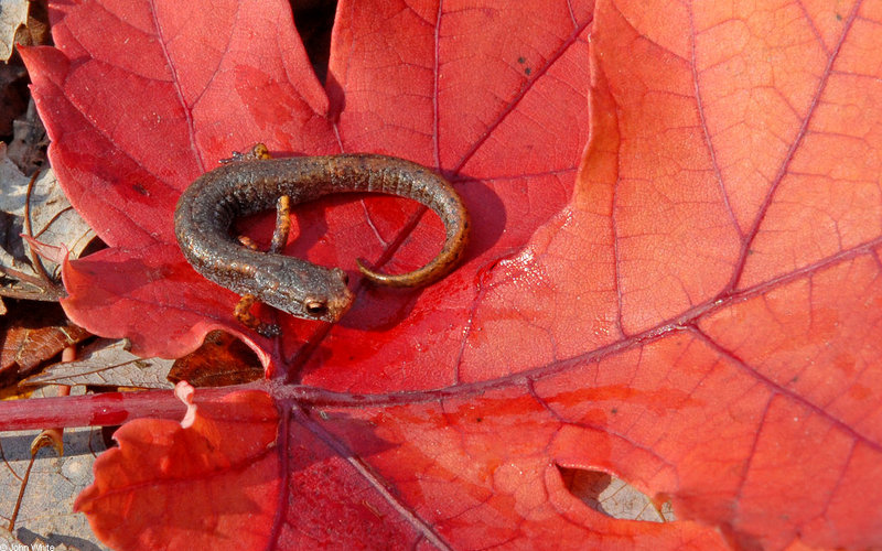 Four-toed Salamander (Hemidactylium scutatum)630.JPG