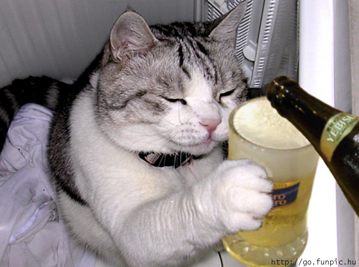 beer cat.jpg