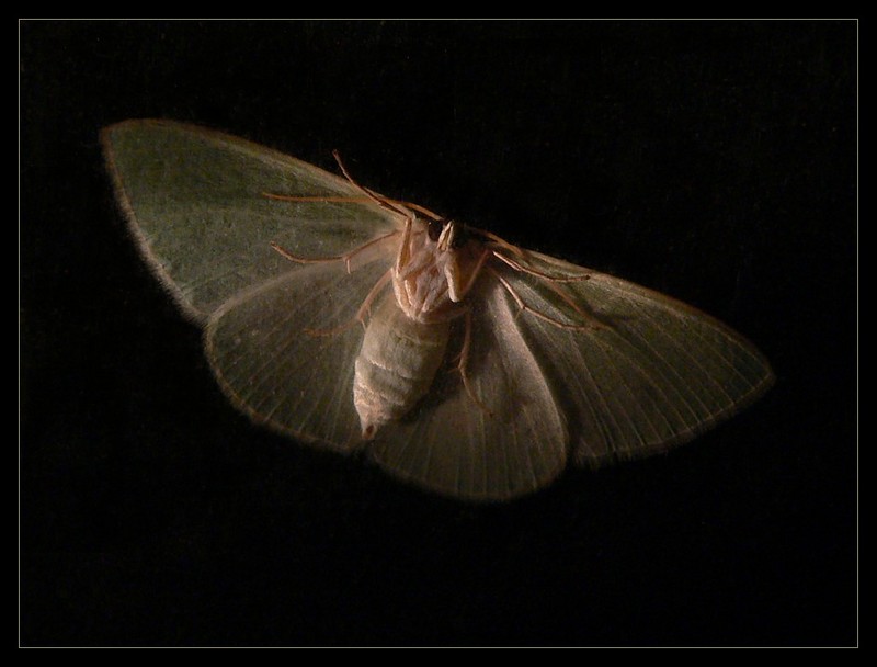 moth 181106b.jpg