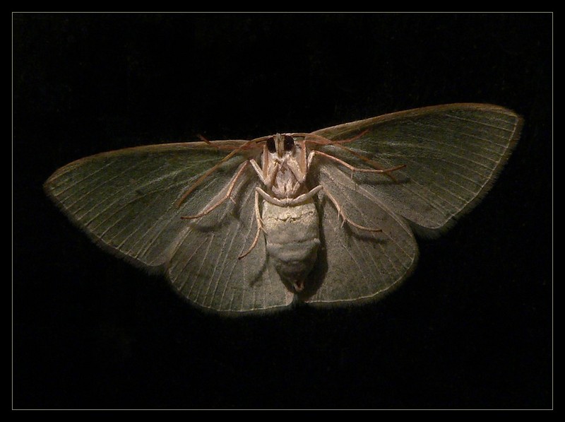 moth 181106c.jpg