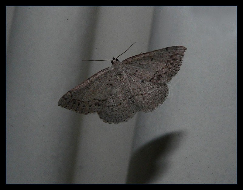 moth0906.jpg