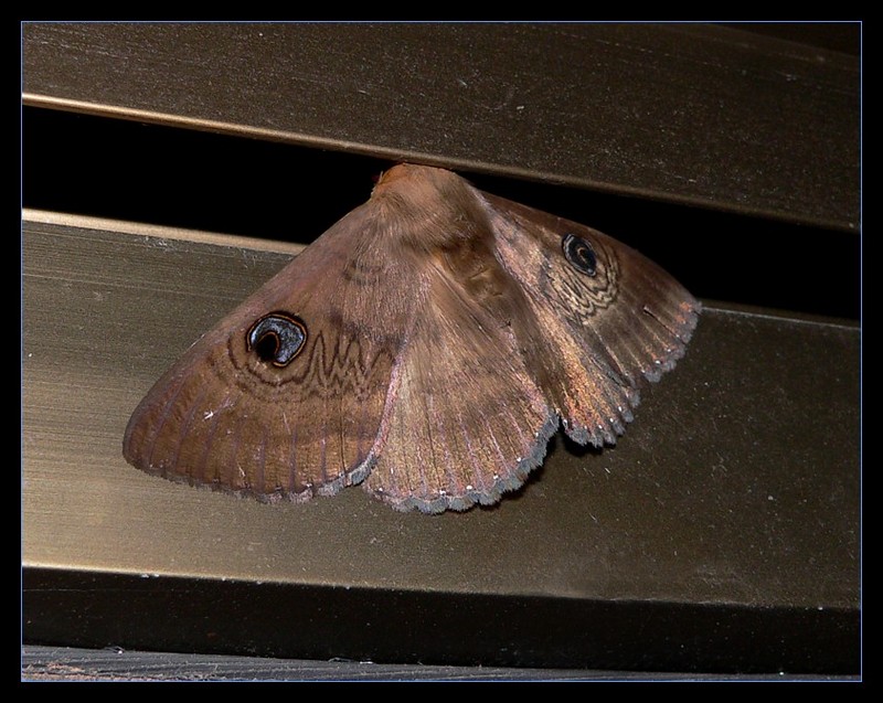 moth 0906.jpg