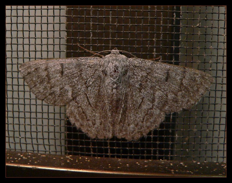 moth0906b.jpg